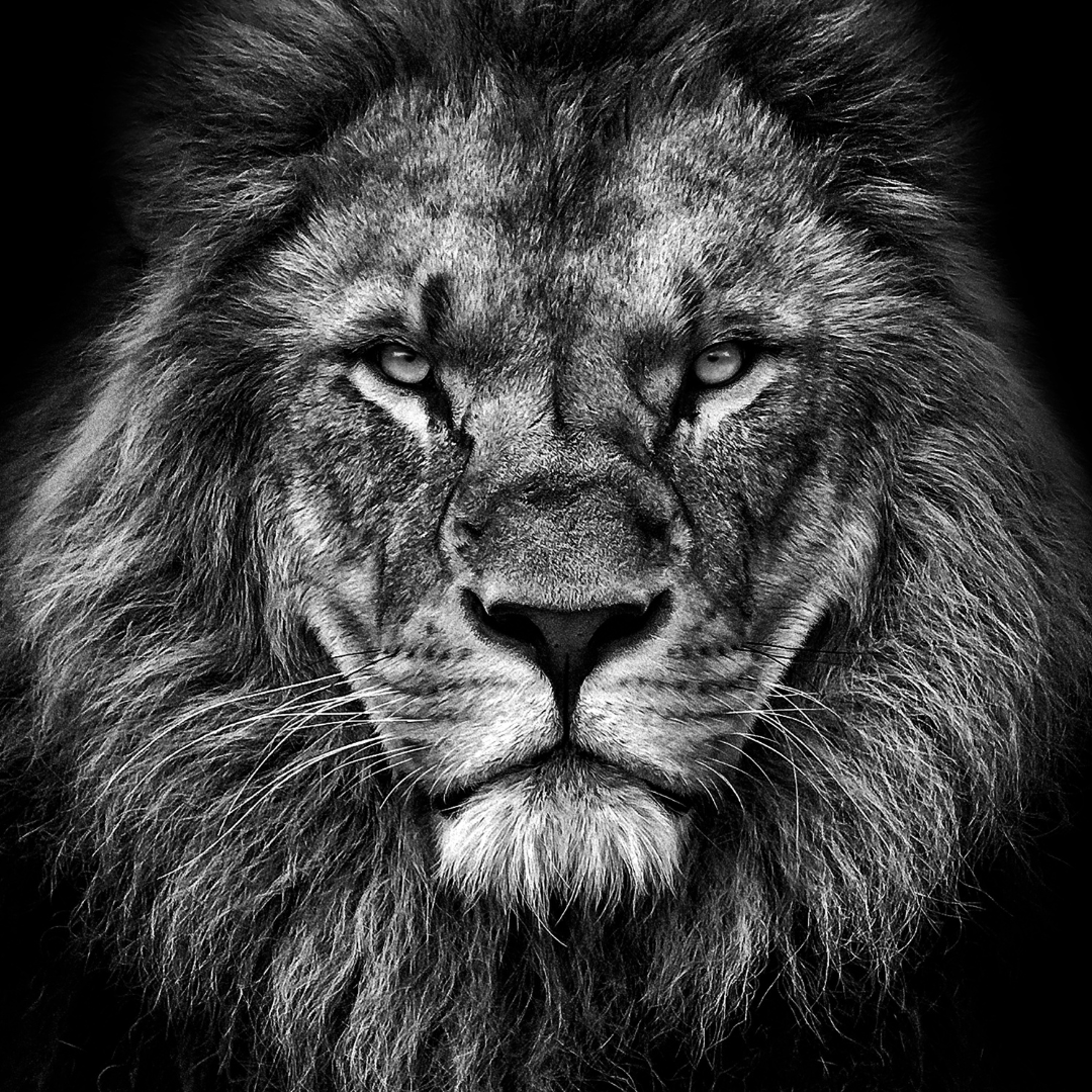 How To Build The Confidence Of A Lion (backed by science) | Harry ...